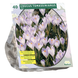  Tähtisahrami, Crocus Tomassinianus, 40 kpl. ALE - 70%!