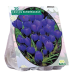  Kevätsahrami, suurikukkainen sininen (Crocus Grootbloemig, Blauw), 25 kpl.