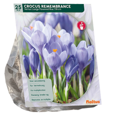  Kevätsahrami, suurikukkainen sininen (Crocus Grootbloemig, Blauw), 25 kpl.