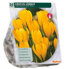  Kevätsahrami, Crocus, suurikukkainen, keltainen. 