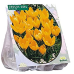  Kevätsahrami, Crocus, suurikukkainen, keltainen. 