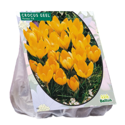 Crocus Large-flowered, Yellow, 25 bulbs. SALE - 80%!