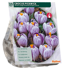 Kevätsahrami, Crocus Piskwisk, suurikukkainen, raidallinen, 25 kpl