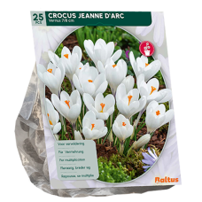  Kevätsahrami, suurikukkainen, valkoinen (Crocus Grootbloemig, Wit), 25 kpl. 