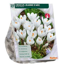 Kevätsahrami, suurikukkainen, valkoinen (Crocus Grootbloemig, Wit), 25 kpl. ALE - 60%! Kevätsahrami, suurikukkainen, valkoinen (Crocus Grootbloemig, Wit), 25 kpl. ALE - 60%!