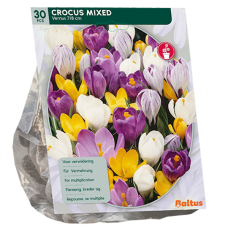  Kevätsahrami, suurikukkainen, sekoitus, (Crocus Grootbloemig, Mix), 30 kpl 