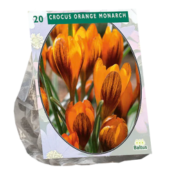 Kultasahrami (Crocus) Orange Monarch, 20 kpl  NEW! TUOTE ON LOPPUUNMYYTY!