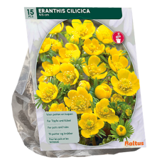 Talventähti (Eranthis Cilicica), 15 kpl. 