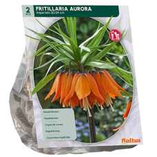 Fritillaria Imperialis Aurora, Keisarinpikarililja, 2 kpl. 