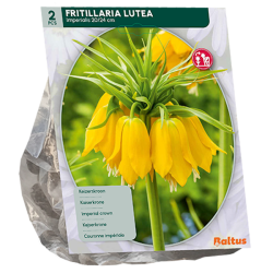 Fritillaria Imperialis Lutea, Keisarinpikarililja, 2 kpl. ALE - 60%! Fritillaria Imperialis Lutea, Keisarinpikarililja, 2 kpl. ALE - 60%!
