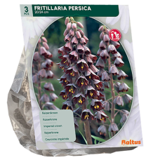 Fritillaria Persica,  Persianpikarililja, 3 kpl.