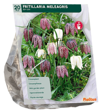 Fritillaria Meleagris, Kirjopikarililja, 20 kpl 