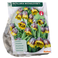 Fritillaria Michailovskyi, Keltareunapikarililja, 15 kpl. 