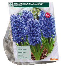Hyasintti (Hyacinthus) Blue Jacket, 10 kpl