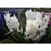 Hyasintti (Hyacinthus) Carnegie, 10 kpl. TUOTE ON LOPPUUNMYYTY!