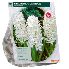 Hyasintti (Hyacinthus) Carnegie, 10 kpl. 