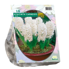 Hyacinthus (Hyacinth) Carnegie, 10 bulbs. 