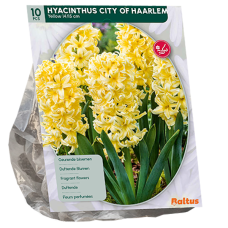 Hyasintti (Hyacinthus)  City of Haarlem, 10 kpl.