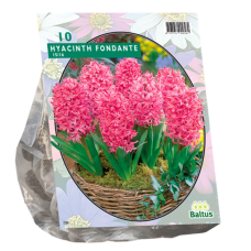 Hyacinth (Hyacinthus) Fondante, 10 bulbs.