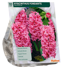 Hyasintti (Hyacinthus) Fondante, 10 kpl.
