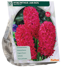 Hyasintti (Hyacinthus) Jan Bos, 10 kpl. 