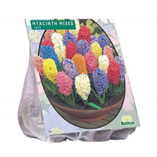 Hyacinthus (Hyacinth), Mix, 15 bulbs. SOLD OUT!