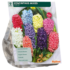 Hyasintti (Hyacinthus), Sekoitus, 9 kpl 
