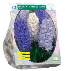 Hyacinthus (Hyacinth) Mixed Blue, 12 bulbs. 