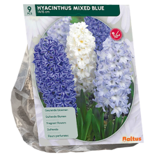 Hyasintti (Hyacinthus), Sekoitus sininen. 9 kpl