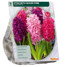 Hyasintti (Hyacinthus), Sekoitus vaaleanpunainen, 9 kpl  