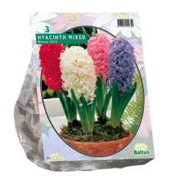 Hyacinthus (Hyacinth), Mix, 3 bulbs. SALE - 70%!