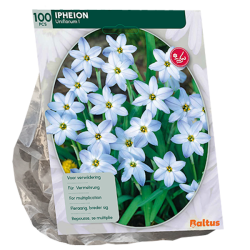 Ipheion, Heinätähti, 100 kpl. TUOTE ON LOPPUUNMYYTY!