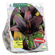 Lilium Asiatic (Lily) Black, 3 psc. 