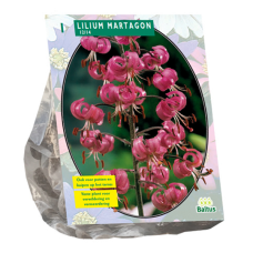 Lilium Martagon per 1