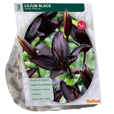 Lilja Asiatic (Lilium) Musta, 3 kpl. 