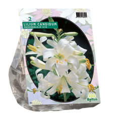 Lilium Candidum (Madonna Lily) White, 1 psc. SALE - 70%