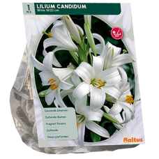 Madonnanlilja (Lilium Candidum), Valkoinen, 1 kpl. TUOTE ON LOPPUUNMYYTY!