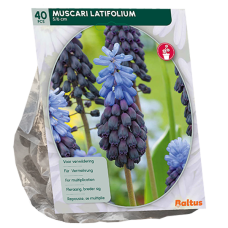 Muscari Latifolium, Isohelmililja, 40 kpl