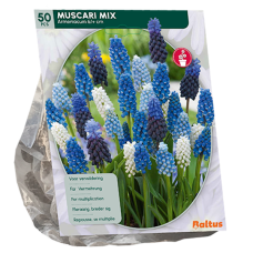Tummahelmililja (Muscari Armeniacum), Sekoitus, 50 kpl