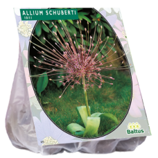 Allium Schuberti, 3 pc. SALE - 85%!