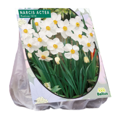 Narcissus, Daffodil Actea, 12 pc