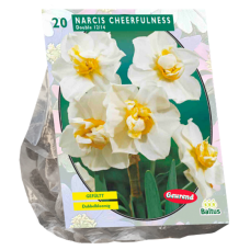Narcissus x medioluteus (Double daffodil) Cheerfulness, 15 bulbs. 