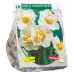 Vihkotasetti (Narcissus x medioluteus) Cheerfulness, Kerrattu, 15 kpl. TUOTE ON LOPPUUNMYYTY!