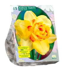 Narcissus  (Double large-flowered daffodils) Tahiti,15 bulbs.