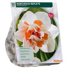 Tähtinarsissi (Narcissus) 'Replete',Kerrannaiskukkainen, suurikukkainen, 10 kpl.