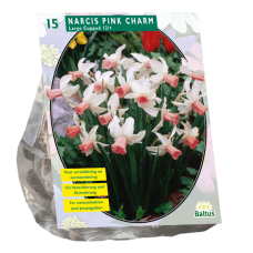 Narsissi Pink Charm, Isotorvinen (Narcissus), 15 kpl 