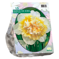 Narcissus Ice King (Double large-flowered daffodils), 15 bulbs. 