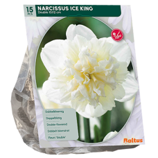 Tähtinarsissi (Narcissus) 'Ice King', Kerrattu, suurikukkainen, 15 kpl. 