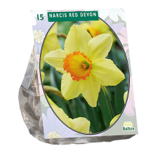 Narsissi (Narcissus) 'Red Devon' NEW! TUOTE ON LOPPUUNMYYTY!