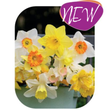 Narcis Colour Mix, Narsissin värisekoitus, 12 kpl NEW!